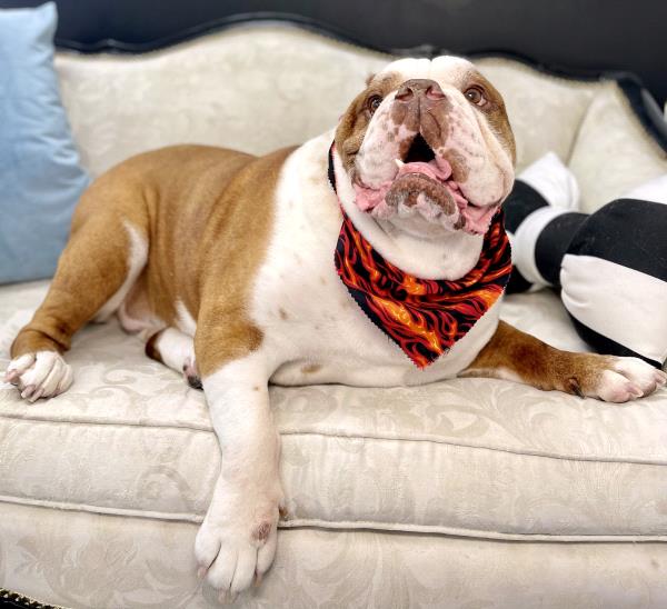 /Images/uploads/Long Island Bulldog Rescue/LIBR-2024-Calendar/entries/31318thumb.jpg